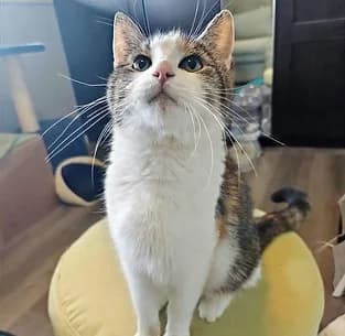 Nille, female Mixed Breed for adoption at Potespor i Hjerte, Trondheim