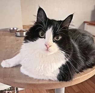 Morpheus, male Mixed Breed for adoption at Potespor i Hjerte, Trondheim