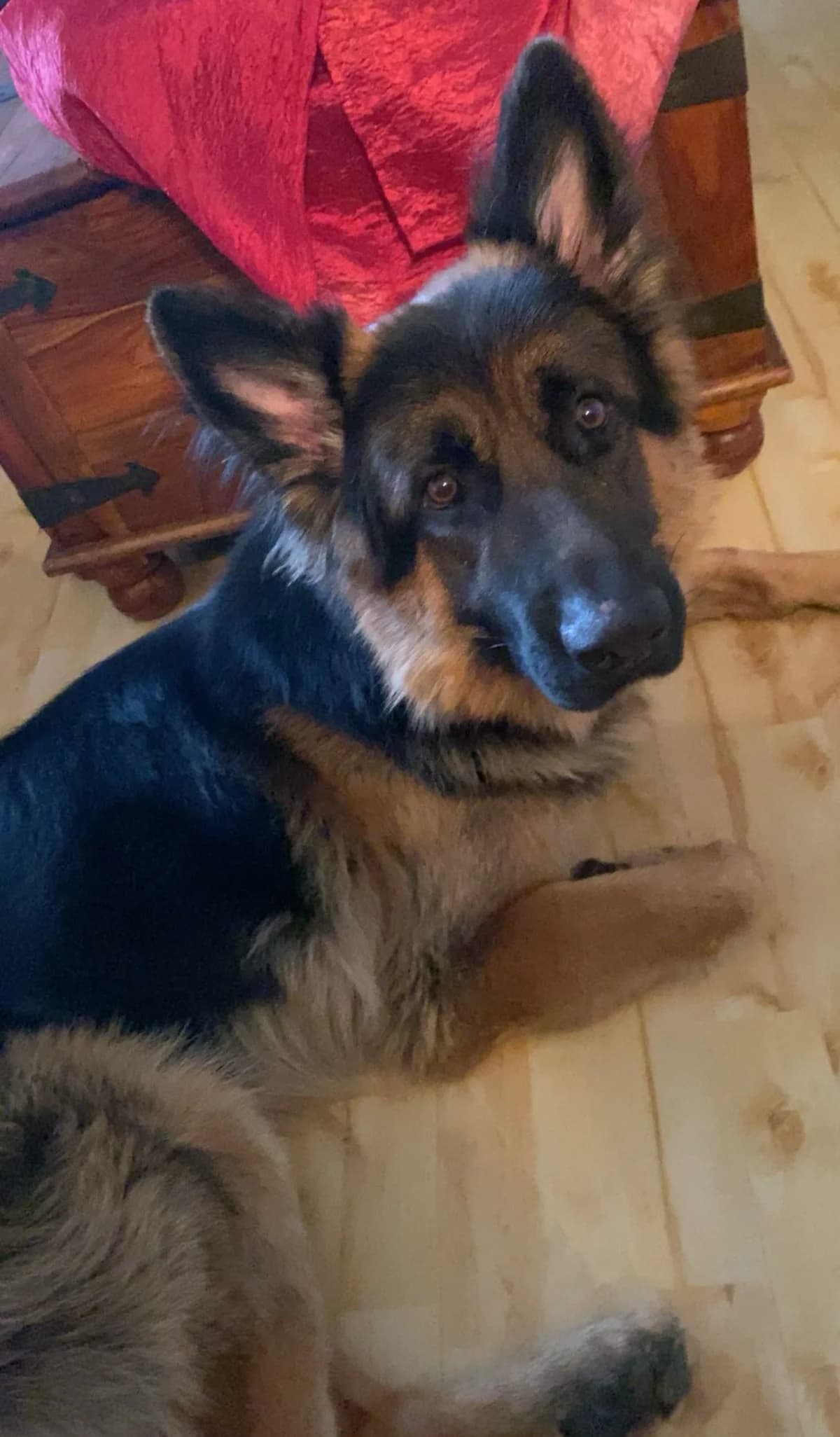 Schæfergutt Max 3 år, 3yo Mixed Breed for adoption at Solplassen Hund, Vinterbro