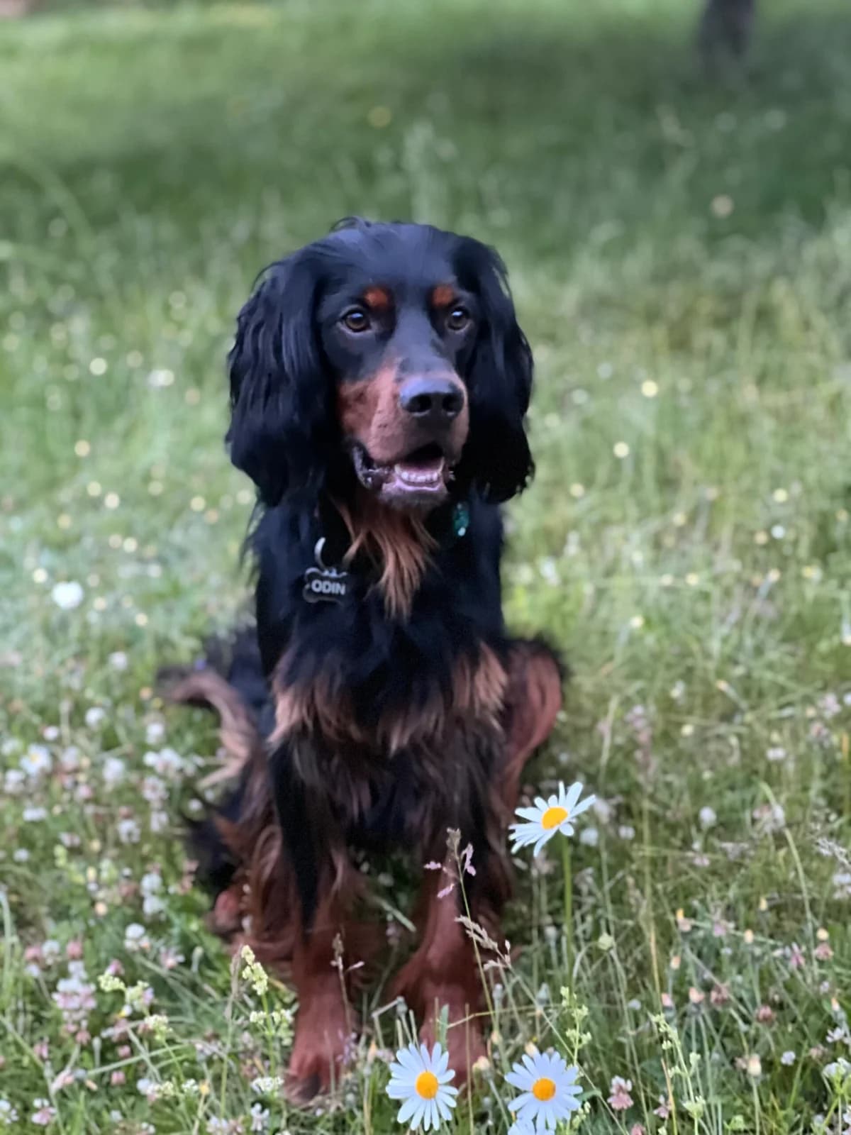 trivelige Odin søker nytt hjem, 6yo Mixed Breed for adoption at Solplassen Hund, Vinterbro