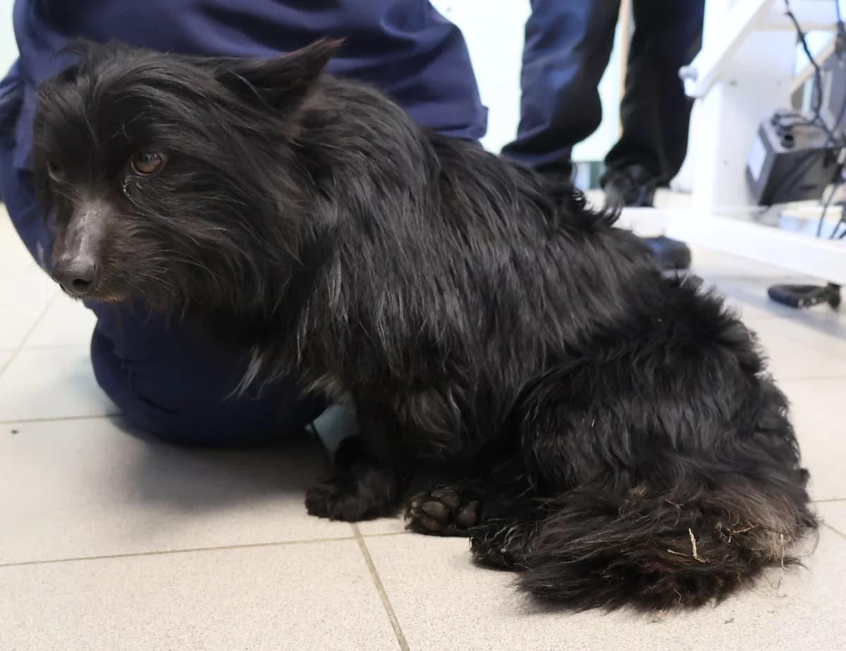 Fredi, black male Mixed Breed for adoption at Schronisko Lodz, Lodz