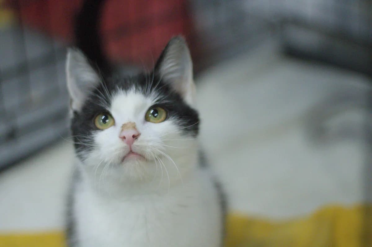 Sorgo, female young mixed breed for adoption at Schronisko Na Paluchu, Warsaw