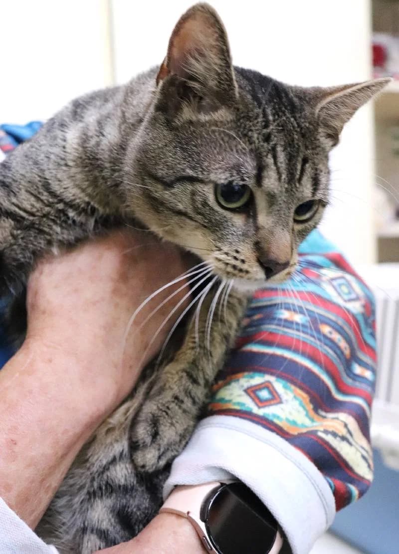 Miluś, grey tabby male Mixed Breed for adoption at Schronisko Lodz, Lodz