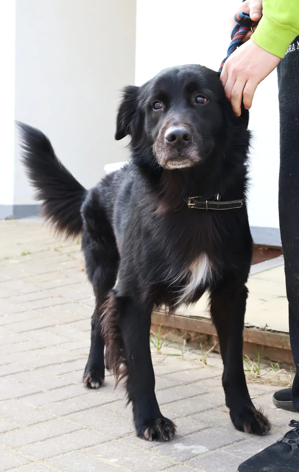 Tim, black male Mixed Breed for adoption at Schronisko Lodz, Lodz