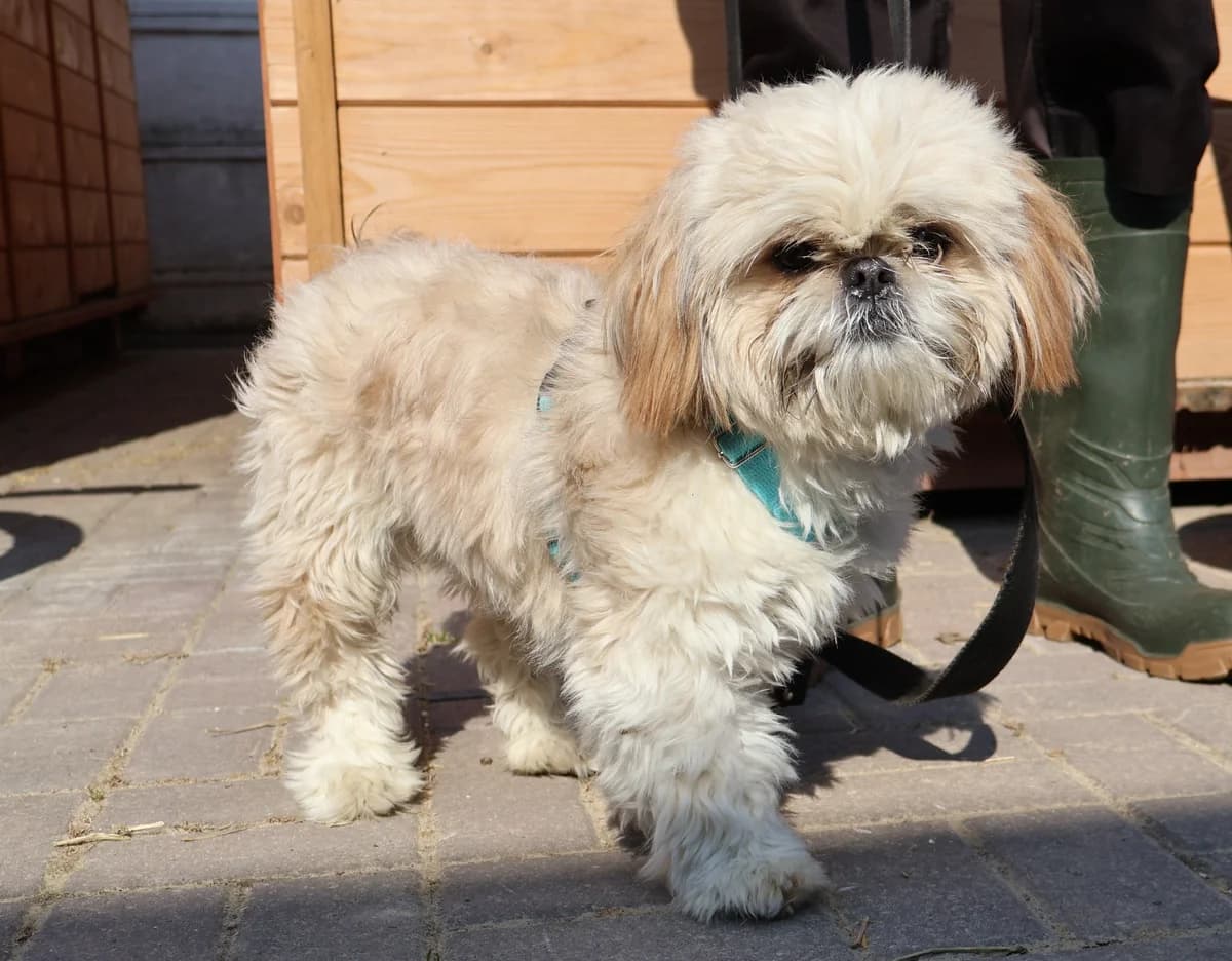 Noko, cream male Mixed Breed for adoption at Schronisko Lodz, Lodz