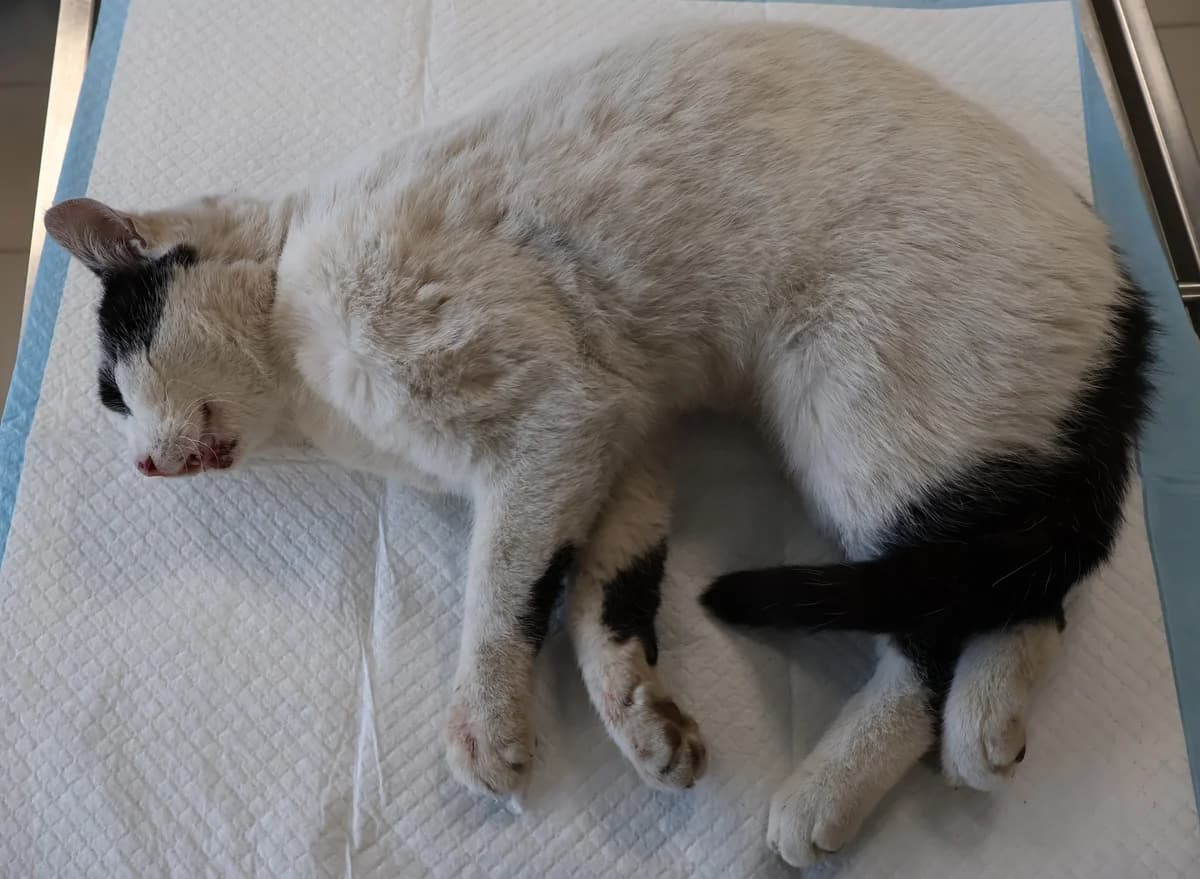 Kubuś, white male Domestic Shorthair for adoption at Schronisko Lodz, Lodz