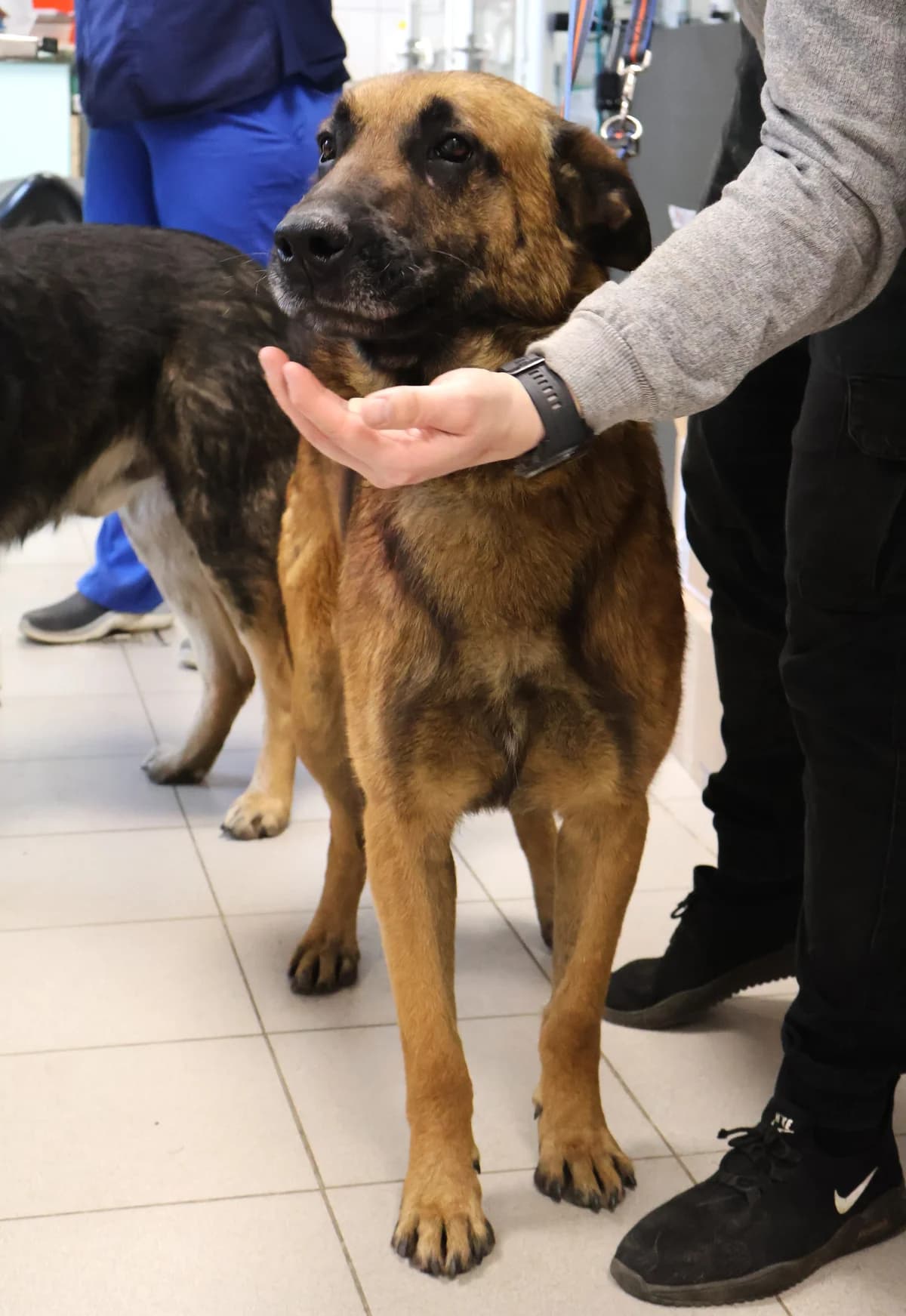 Olek, tan male Mixed Breed for adoption at Schronisko Lodz, Lodz