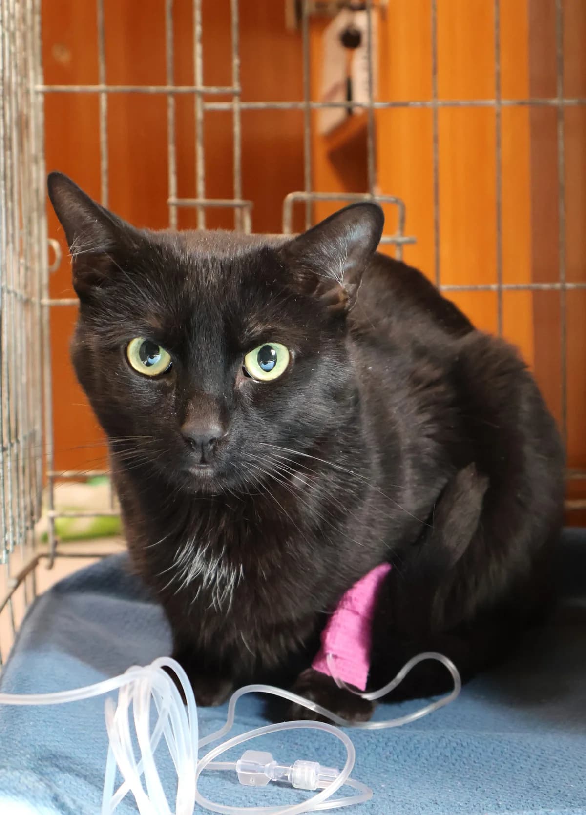 Edi, black male Domestic Shorthair for adoption at Schronisko Lodz, Lodz