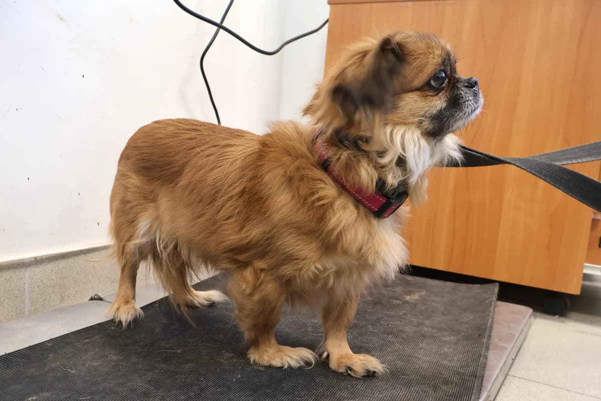 Figa, tan female Mixed Breed for adoption at Schronisko Lodz, Lodz