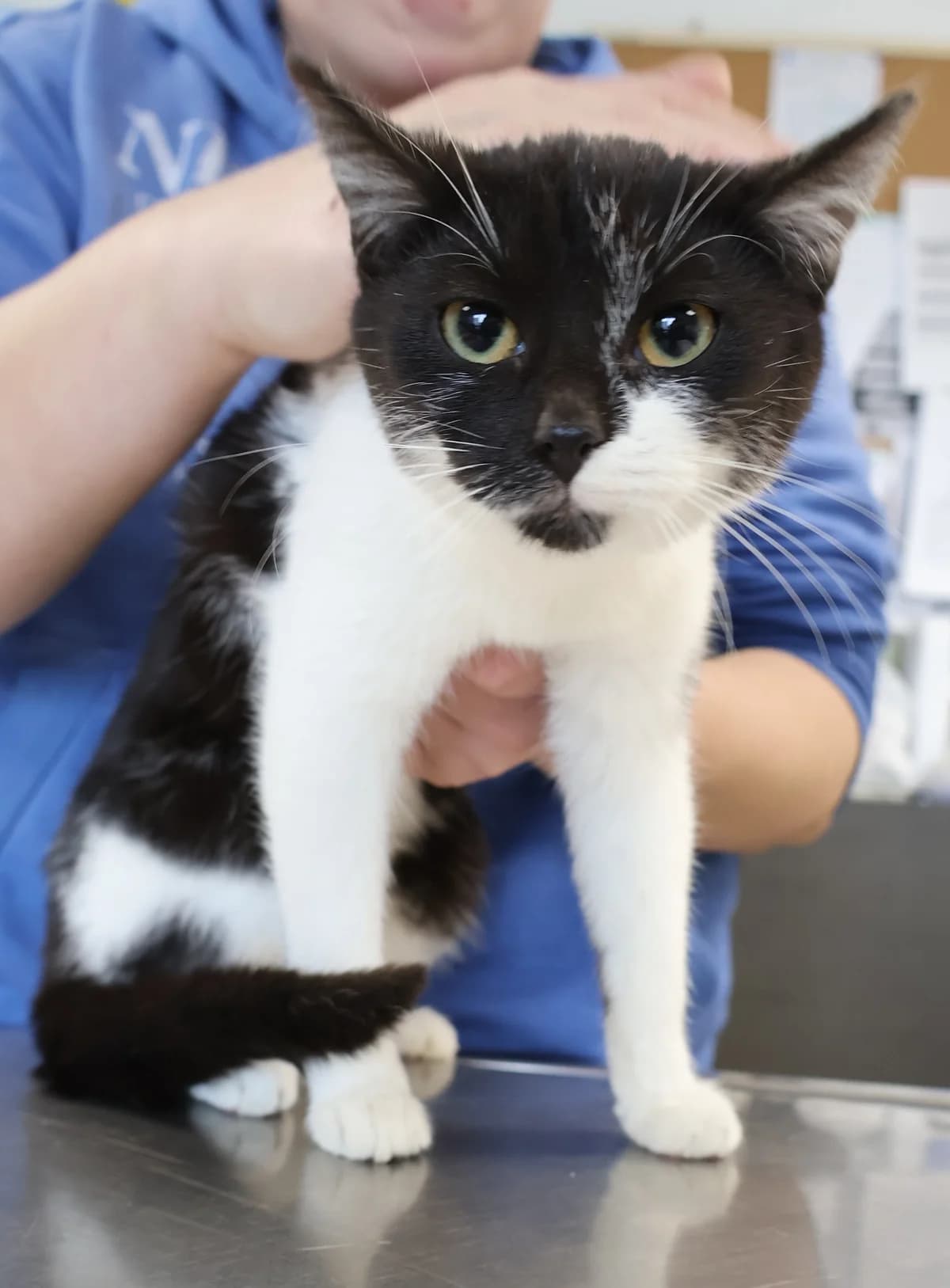 Laluna, female puppy Domestic Shorthair for adoption at Schronisko Lodz, Lodz