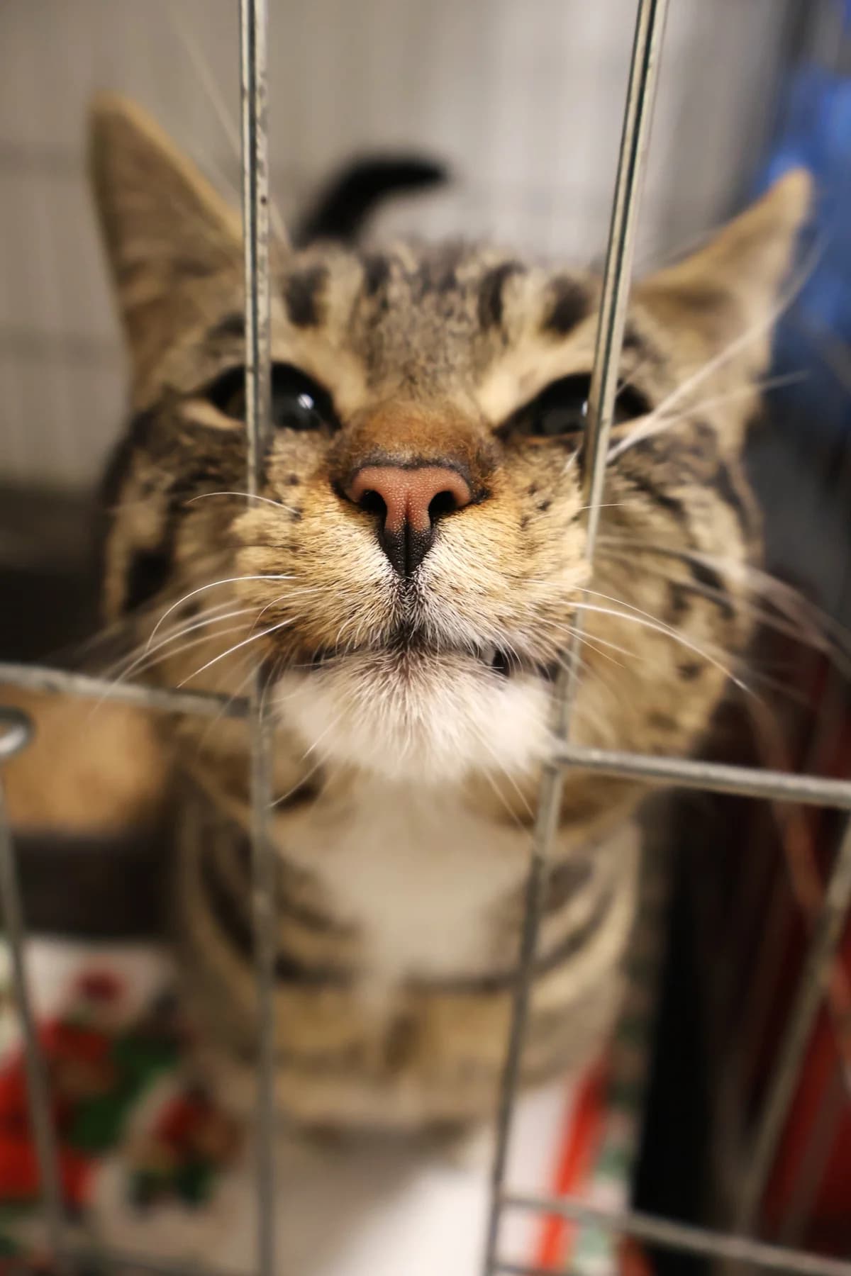 Duduś, brown tabby male Domestic Shorthair for adoption at Schronisko Lodz, Lodz