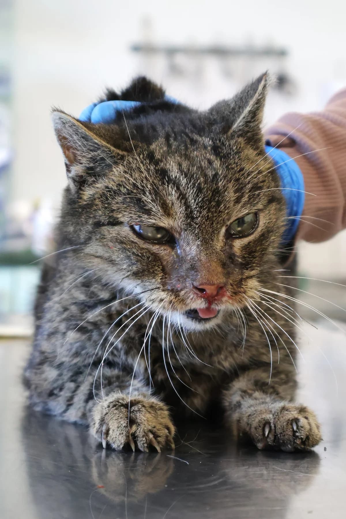 Wanda, brown tabby female Domestic Shorthair for adoption at Schronisko Lodz, Lodz