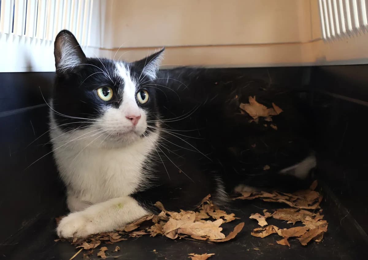 Farcik, male young Domestic Shorthair for adoption at Schronisko Lodz, Lodz