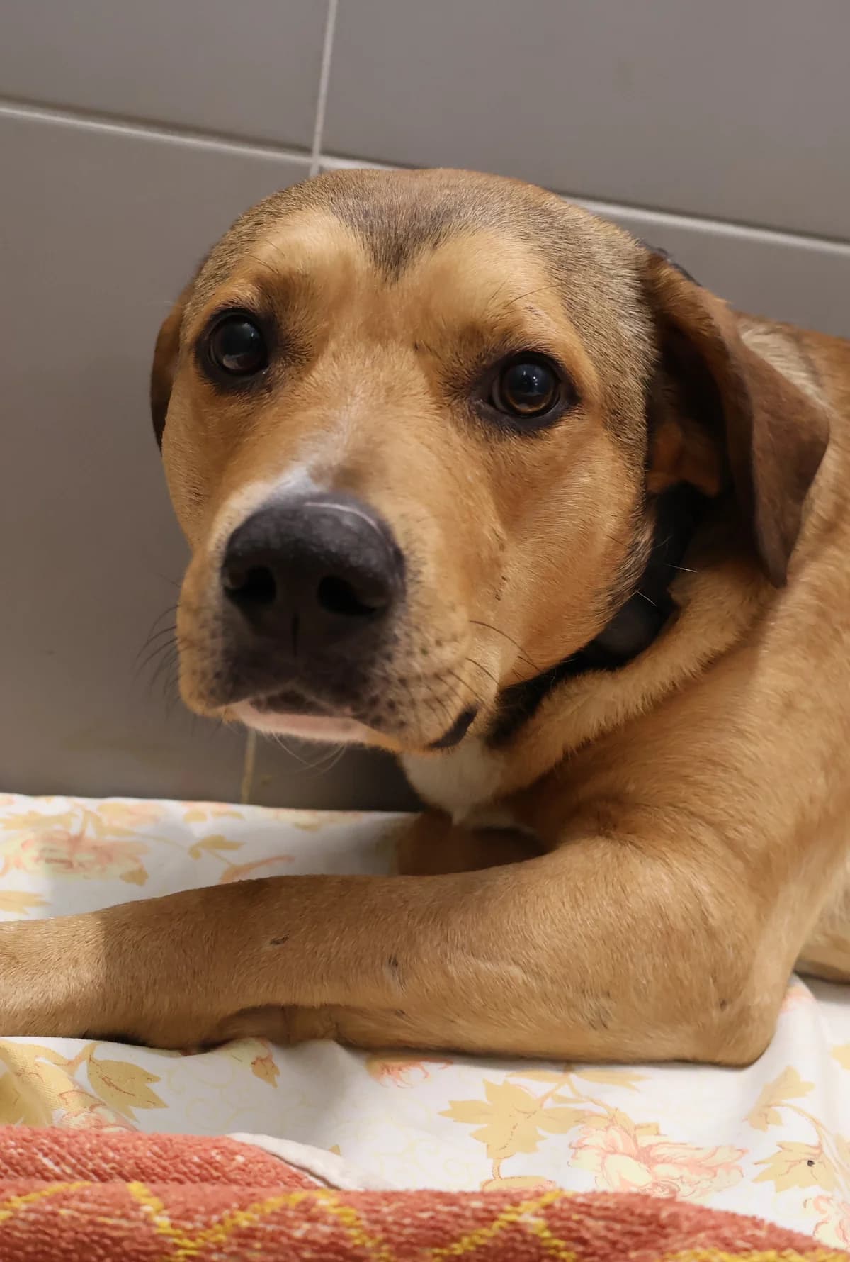 Kobi, yellow male Mixed Breed for adoption at Schronisko Lodz, Lodz