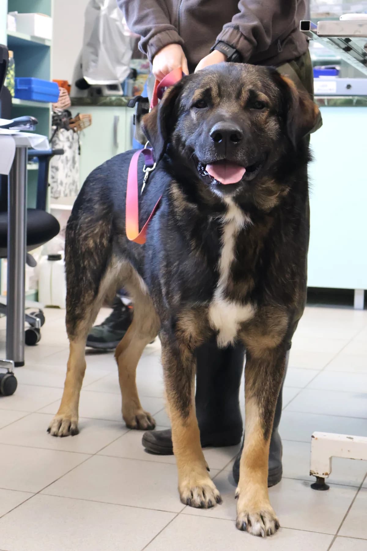 Ciapek, black male Mixed Breed for adoption at Schronisko Lodz, Lodz