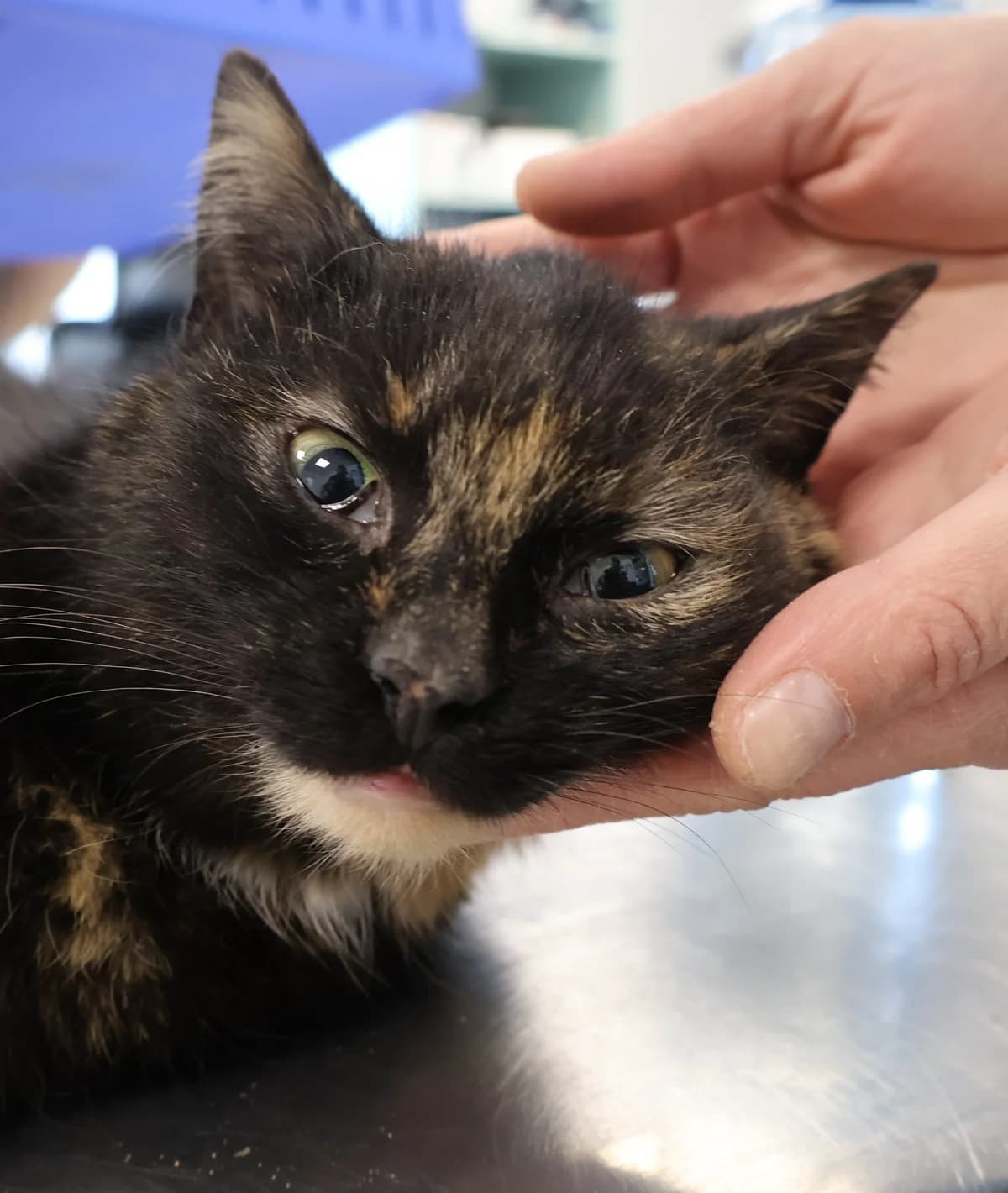 Wera, black and brown tabby female Domestic Shorthair for adoption at Schronisko Lodz, Lodz