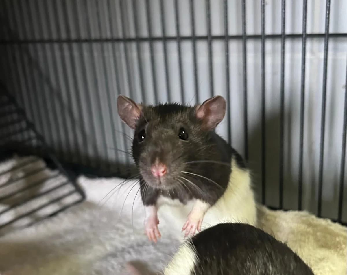 5 młodych szczurków porzuconych na śmietniku, female Domestic Rat for adoption at Schronisko Wrocław, Wrocław