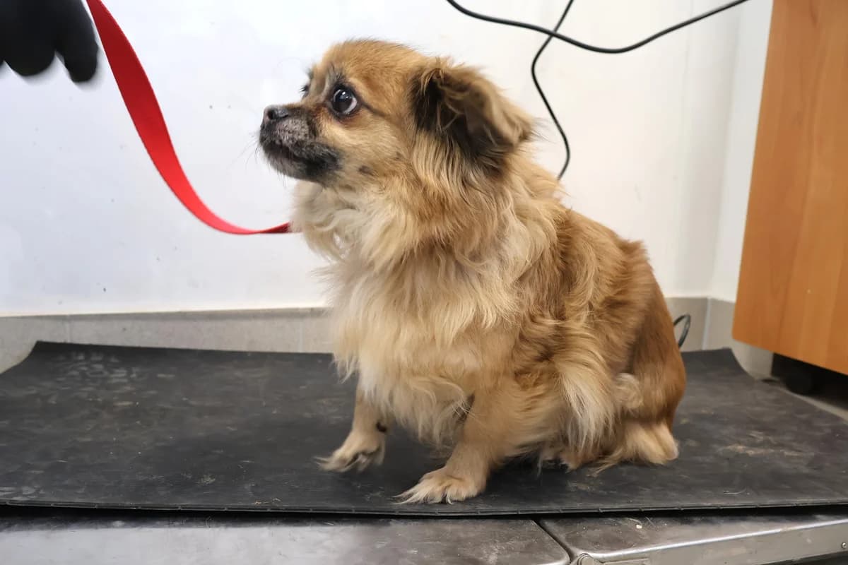 Wika, tan female Mixed Breed for adoption at Schronisko Lodz, Lodz