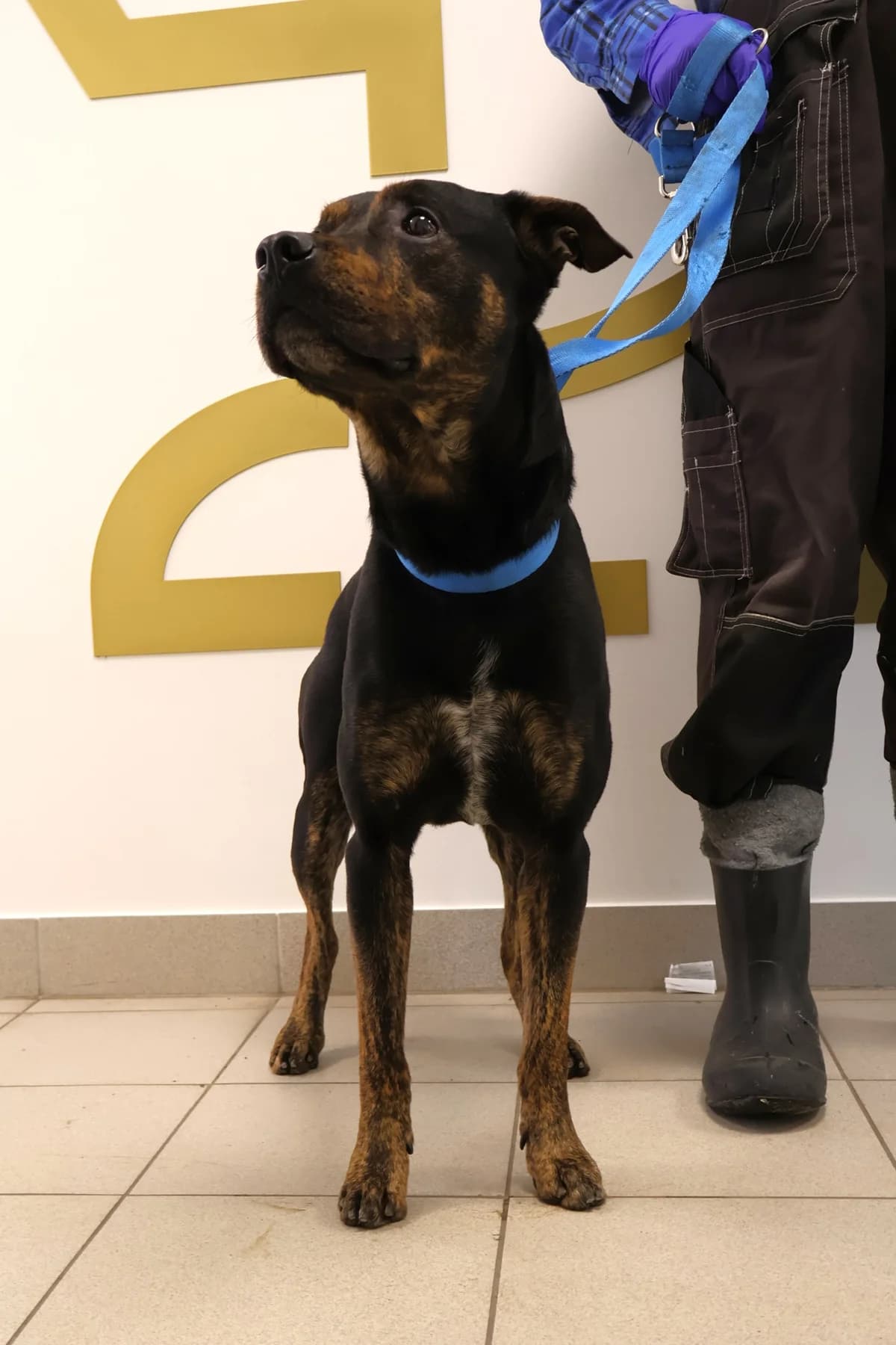 Bob, black and tan male Mixed Breed for adoption at Schronisko Lodz, Lodz