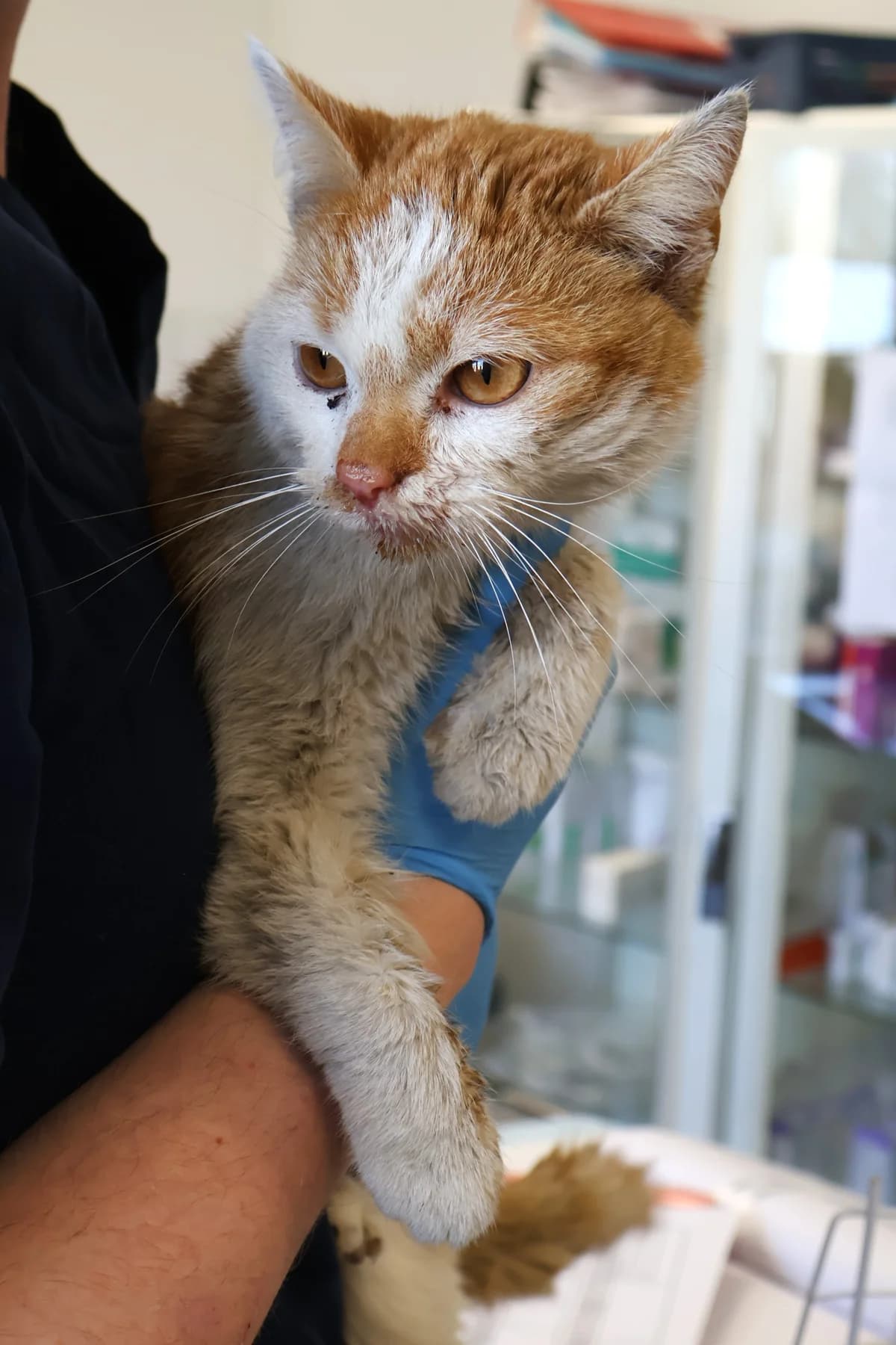 Simba, male 3yo Domestic Shorthair for adoption at Schronisko Lodz, Lodz