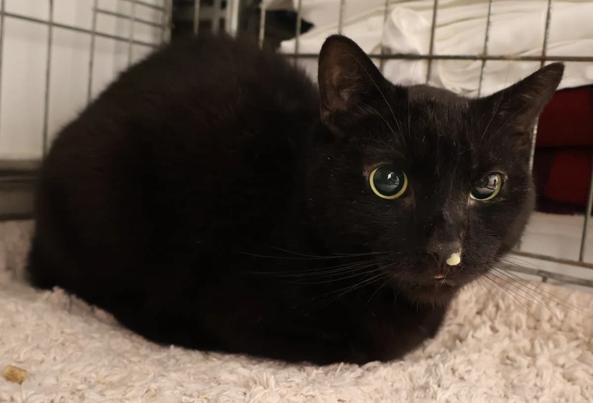 Tituś, male senior Domestic Shorthair for adoption at Schronisko Lodz, Lodz