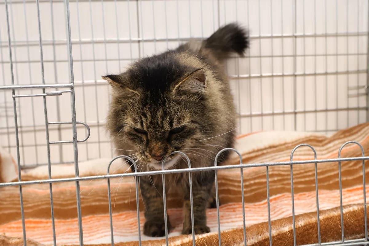 Puszkin, brown tabby male Domestic Shorthair for adoption at Schronisko Lodz, Lodz