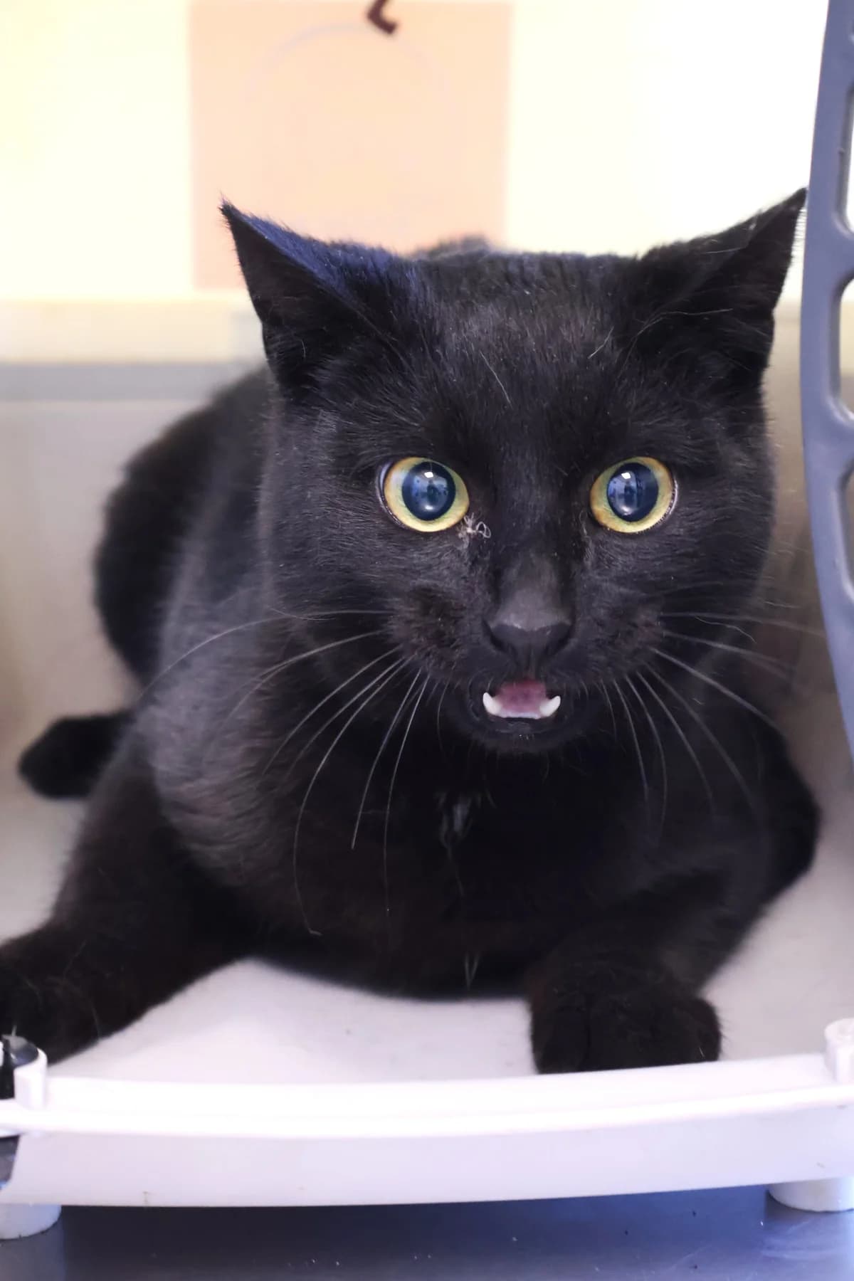 Czaki, male young Domestic Shorthair for adoption at Schronisko Lodz, Lodz