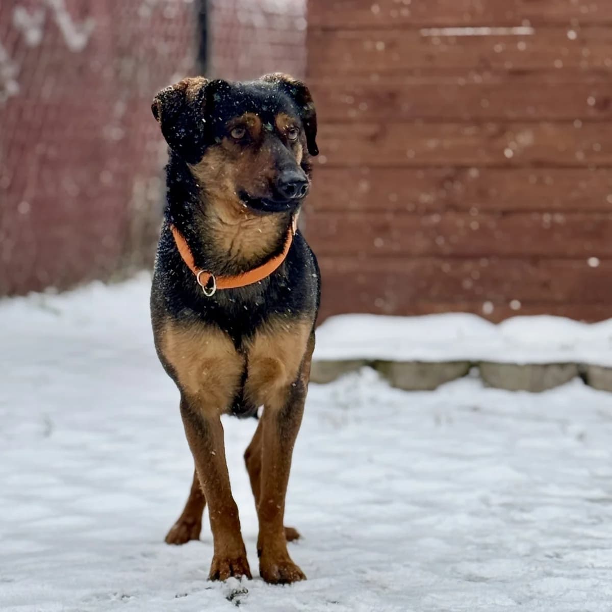 Draco, male 4yo Mixed Breed for adoption at Fundacja Viva Korabiewice, Korabiewice