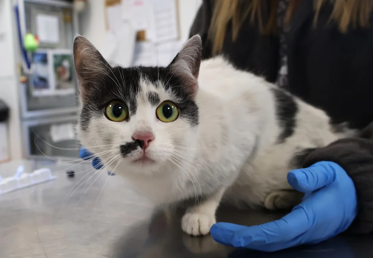 Kitka, black and white female Mixed Breed for adoption at Schronisko Lodz, Lodz
