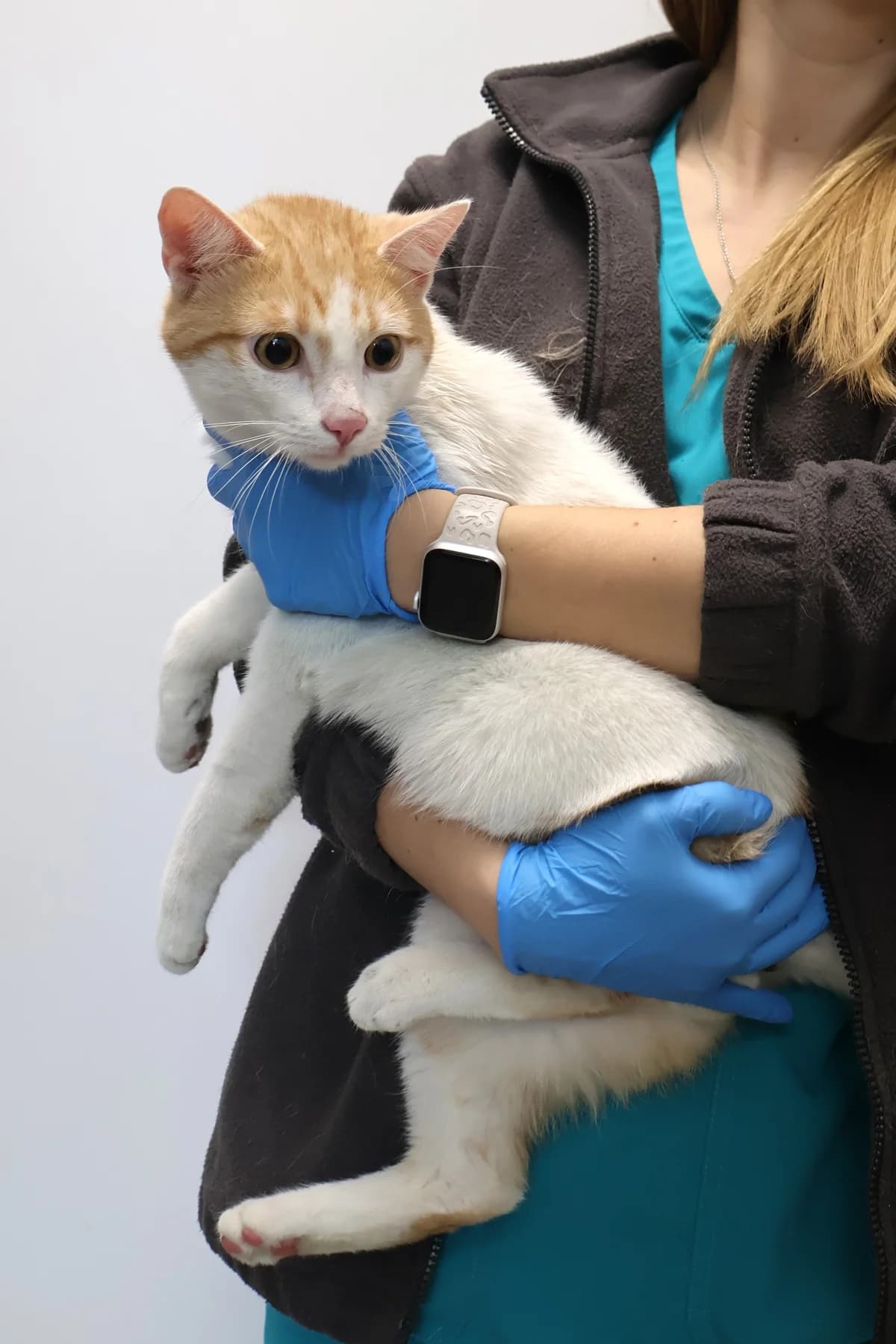 Wicher, white male Domestic Shorthair for adoption at Schronisko Lodz, Lodz