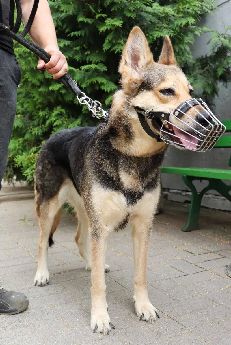 Nora, unknown female Mixed Breed for adoption at Schronisko Lodz, Lodz