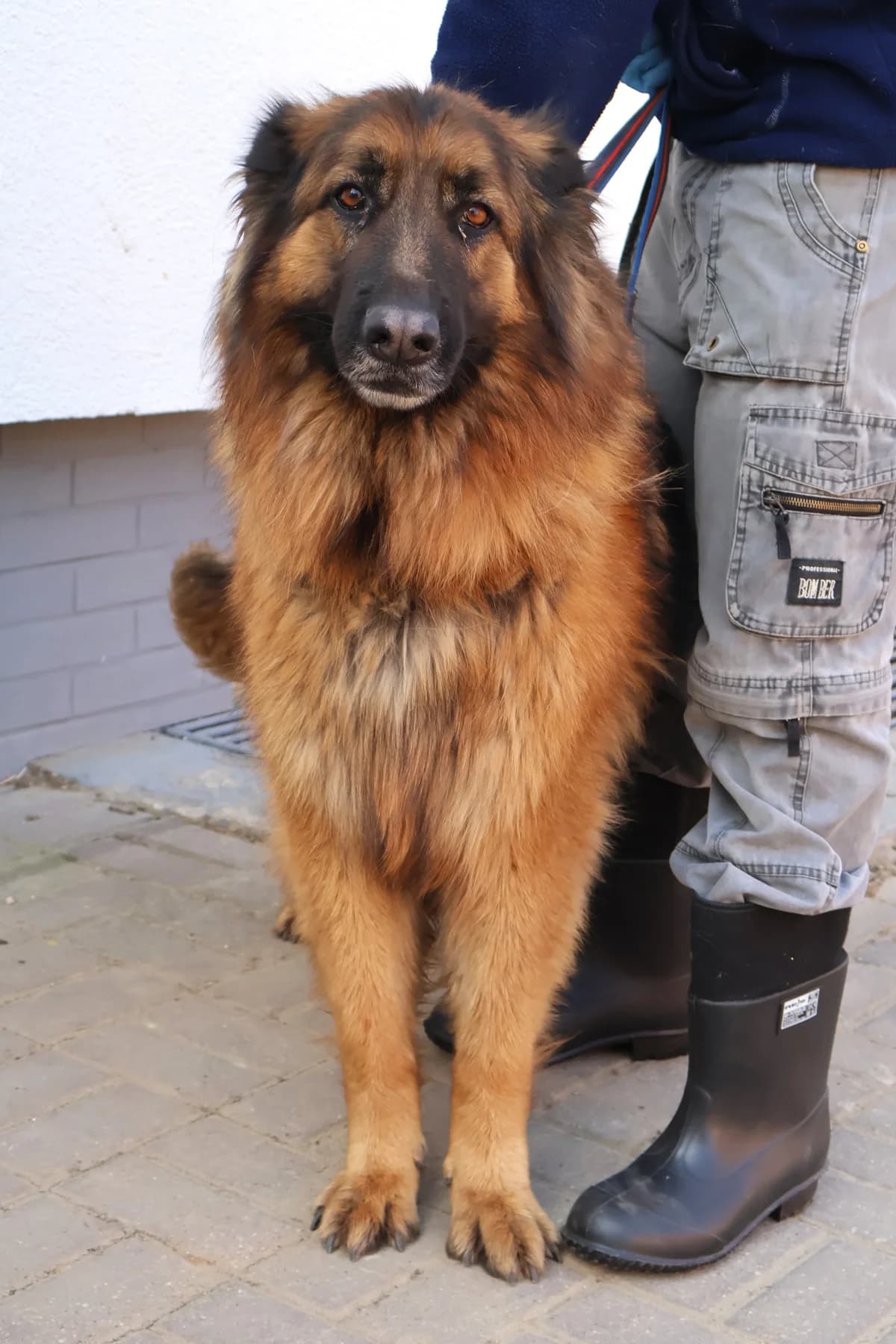 Borys, black and tan male Mixed Breed for adoption at Schronisko Lodz, Lodz