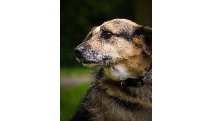 Muminek, male senior Mixed Breed for adoption at Schronisko Wrocław, Wrocław