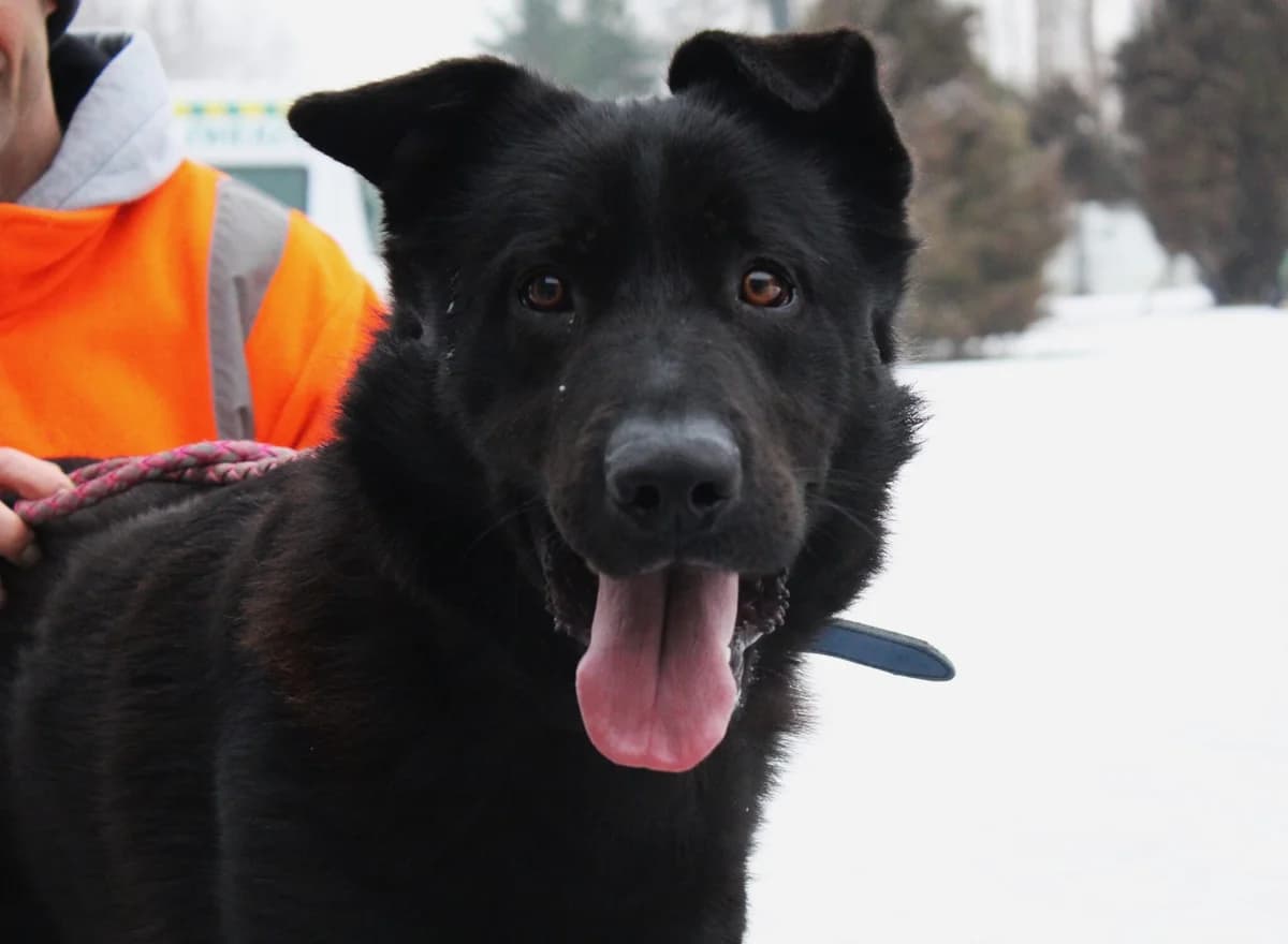 Rufus, male Mixed Breed for adoption at Schronisko Jasionka - Adoptuj Psa, Jasionka