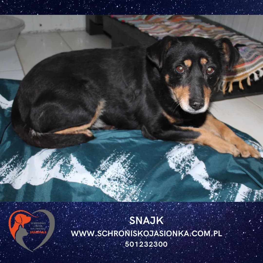 Snajk, male Mixed Breed for adoption at Schronisko Jasionka - Adoptuj Psa, Jasionka