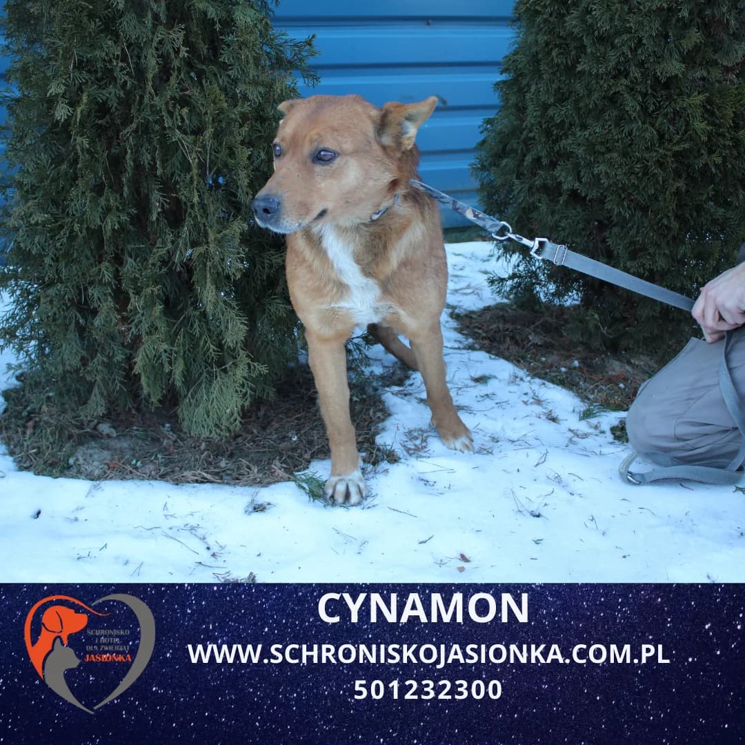 Cynamon, male Mixed Breed for adoption at Schronisko Jasionka - Adoptuj Psa, Jasionka