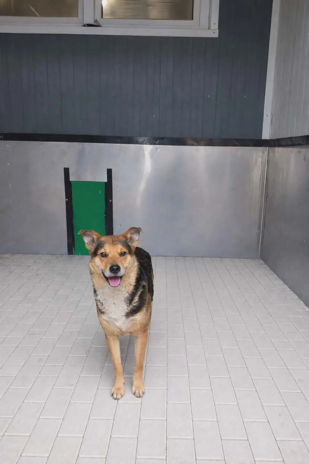 Psiaki, male Mixed Breed for adoption at Schronisko Jasionka - Adoptuj Psa, Jasionka