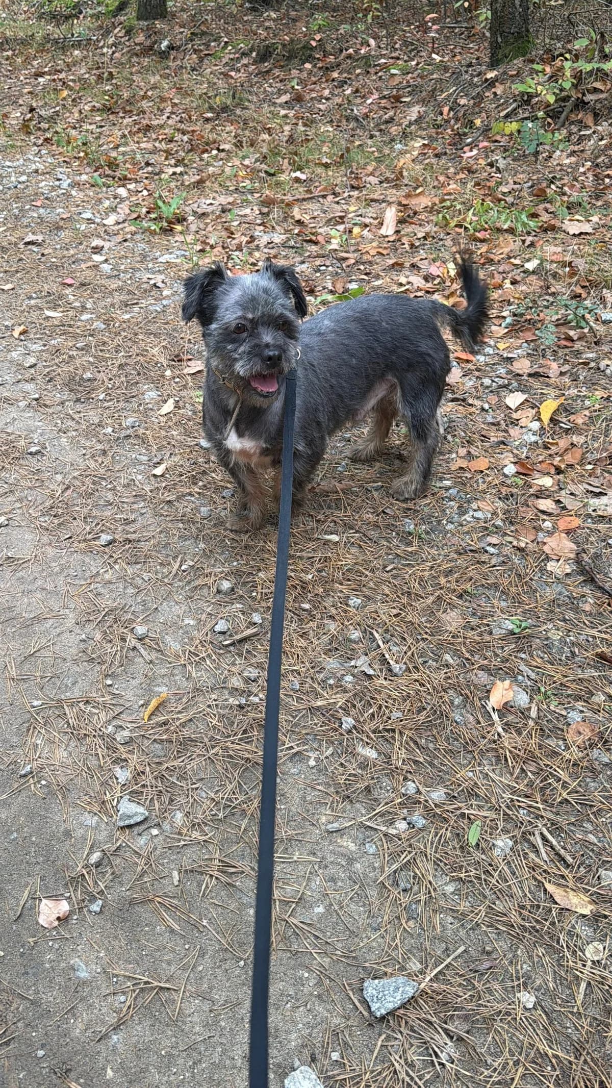 Pixel, male Mixed Breed for adoption at Schronisko Jasionka - Adoptuj Psa, Jasionka