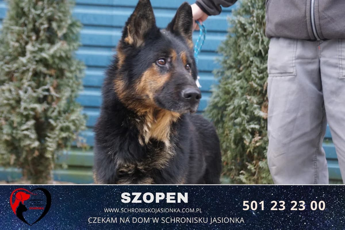 Szopen, male Mixed Breed for adoption at Schronisko Jasionka - Adoptuj Psa, Jasionka