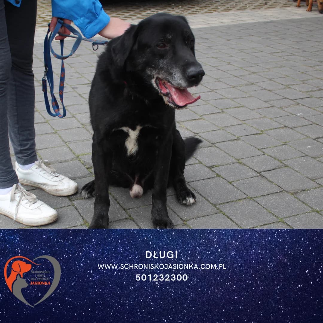 Długi, male Mixed Breed for adoption at Schronisko Jasionka - Adoptuj Psa, Jasionka