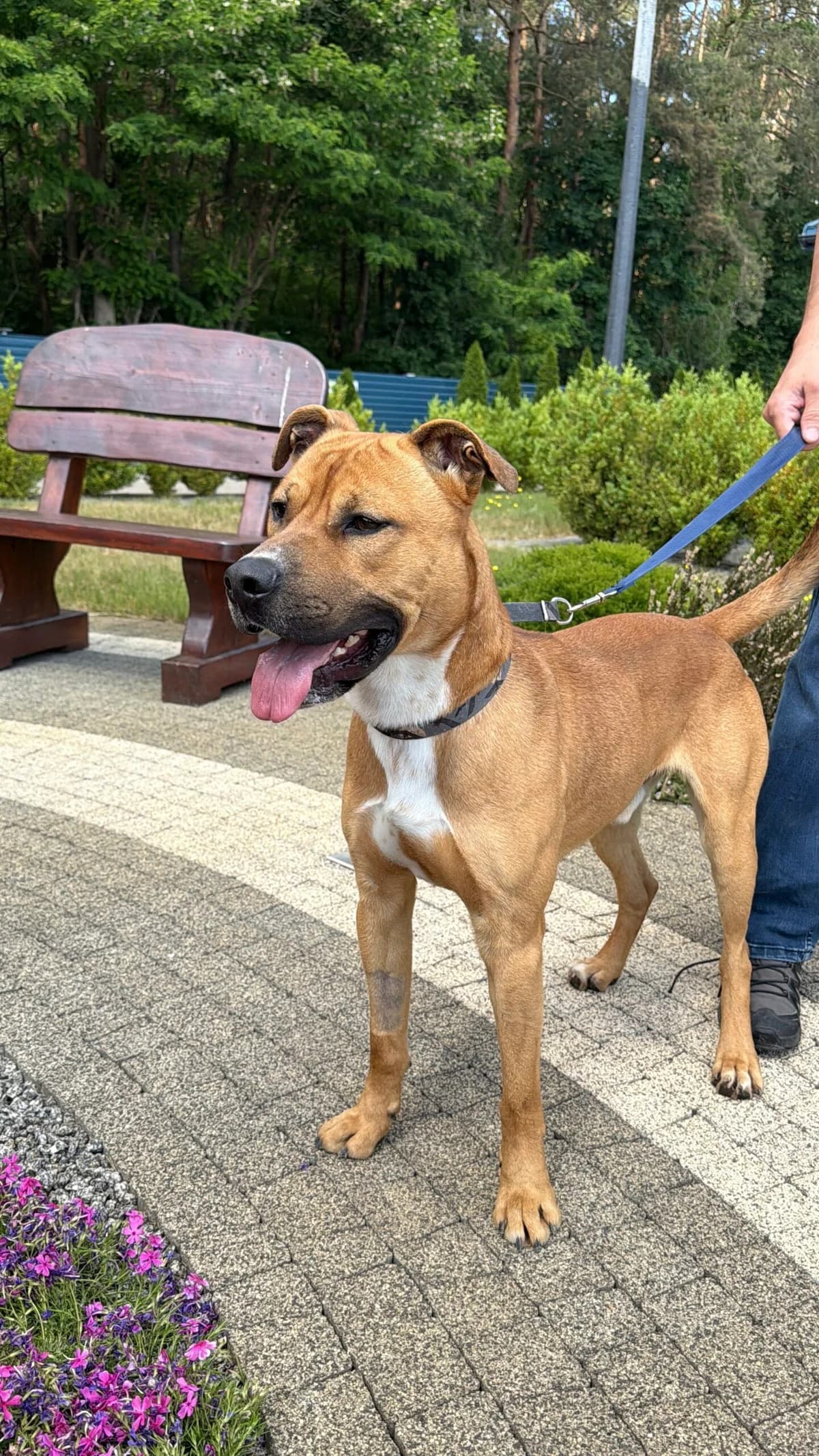 Naki, male Mixed Breed for adoption at Schronisko Jasionka - Adoptuj Psa, Jasionka