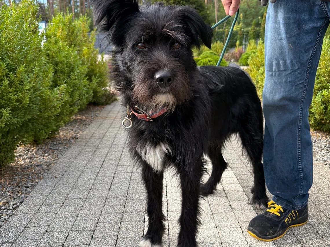 Czaki, male Mixed Breed for adoption at Schronisko Jasionka - Adoptuj Psa, Jasionka