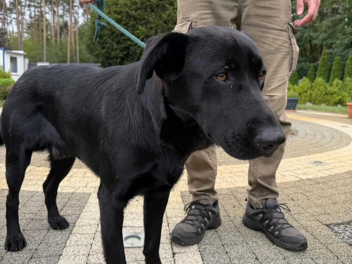 Roki, male Mixed Breed for adoption at Schronisko Jasionka - Adoptuj Psa, Jasionka