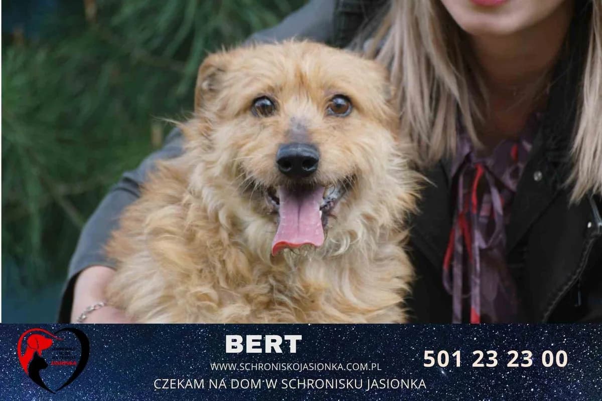 Bert, male Mixed Breed for adoption at Schronisko Jasionka - Adoptuj Psa, Jasionka