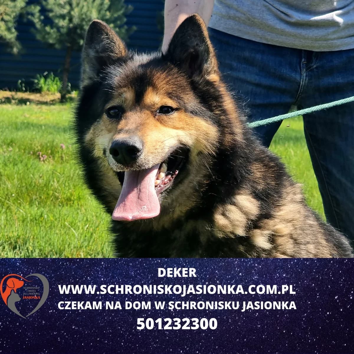 Deker, male Mixed Breed for adoption at Schronisko Jasionka - Adoptuj Psa, Jasionka