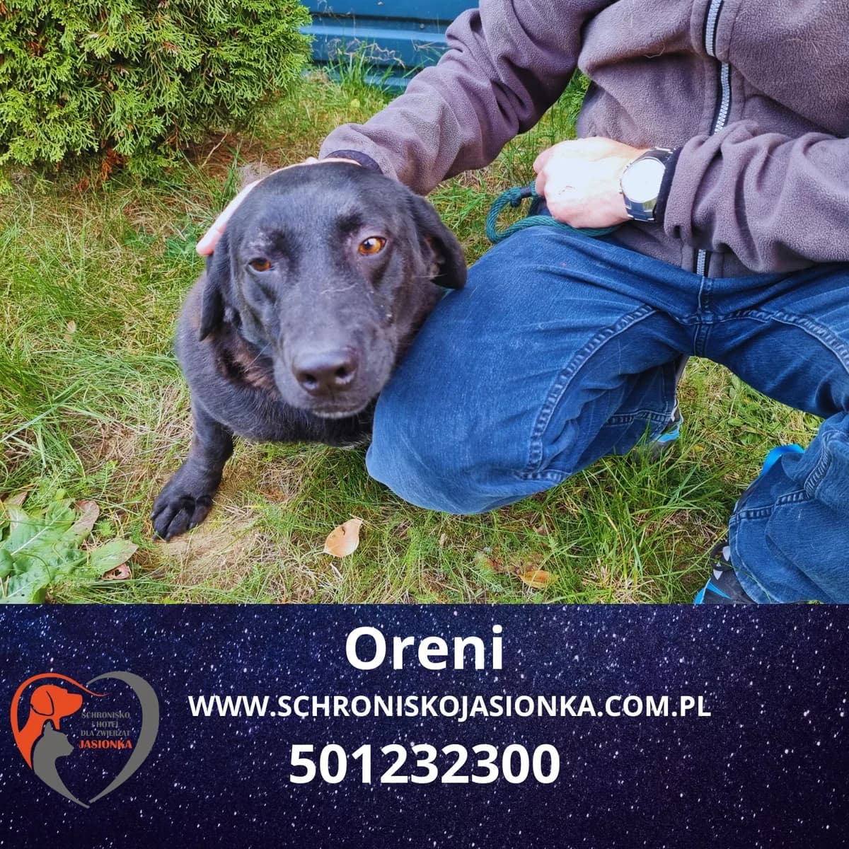 ORENI, male Mixed Breed for adoption at Schronisko Jasionka - Adoptuj Psa, Jasionka