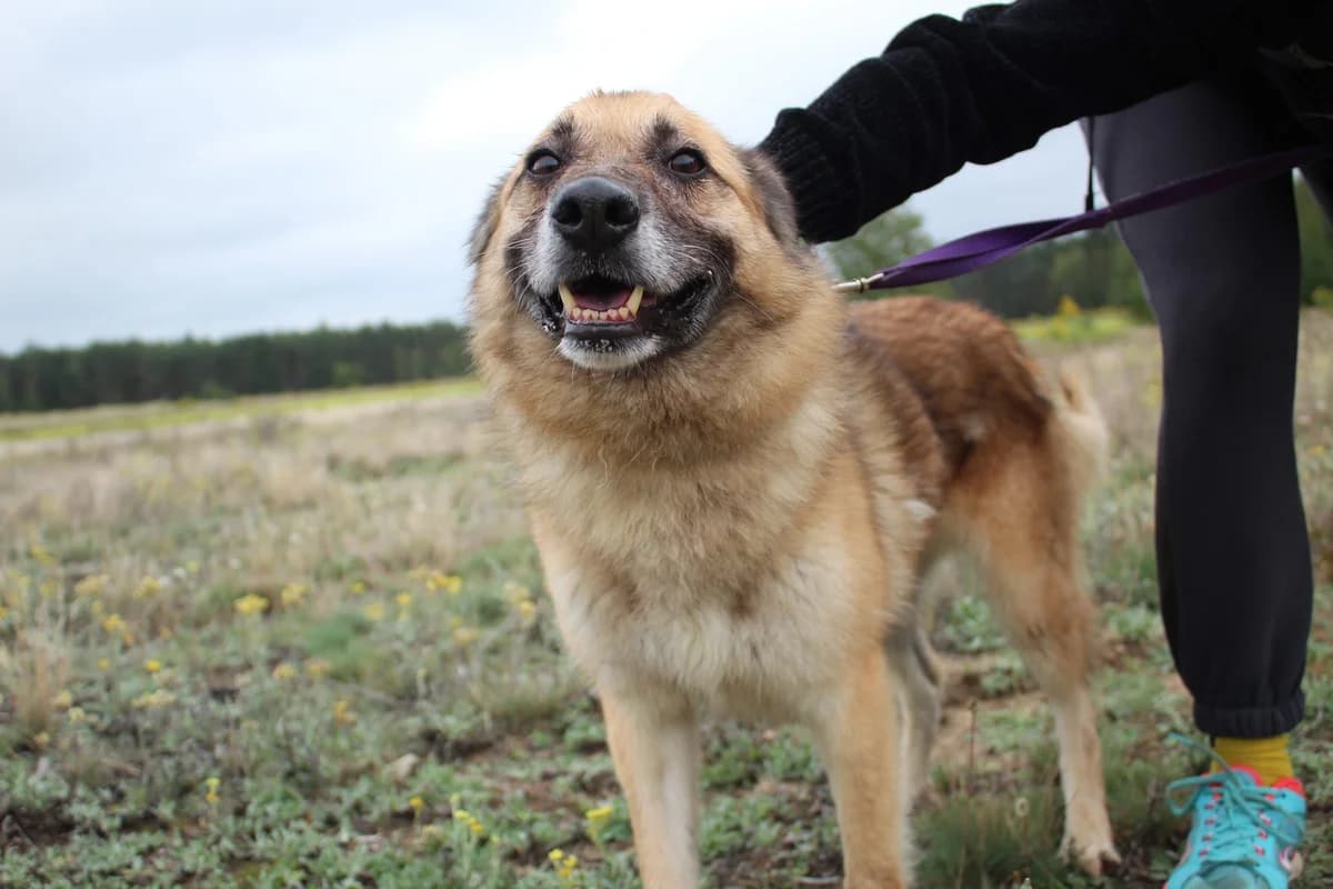 Mentos, male Mixed Breed for adoption at Schronisko Jasionka - Adoptuj Psa, Jasionka