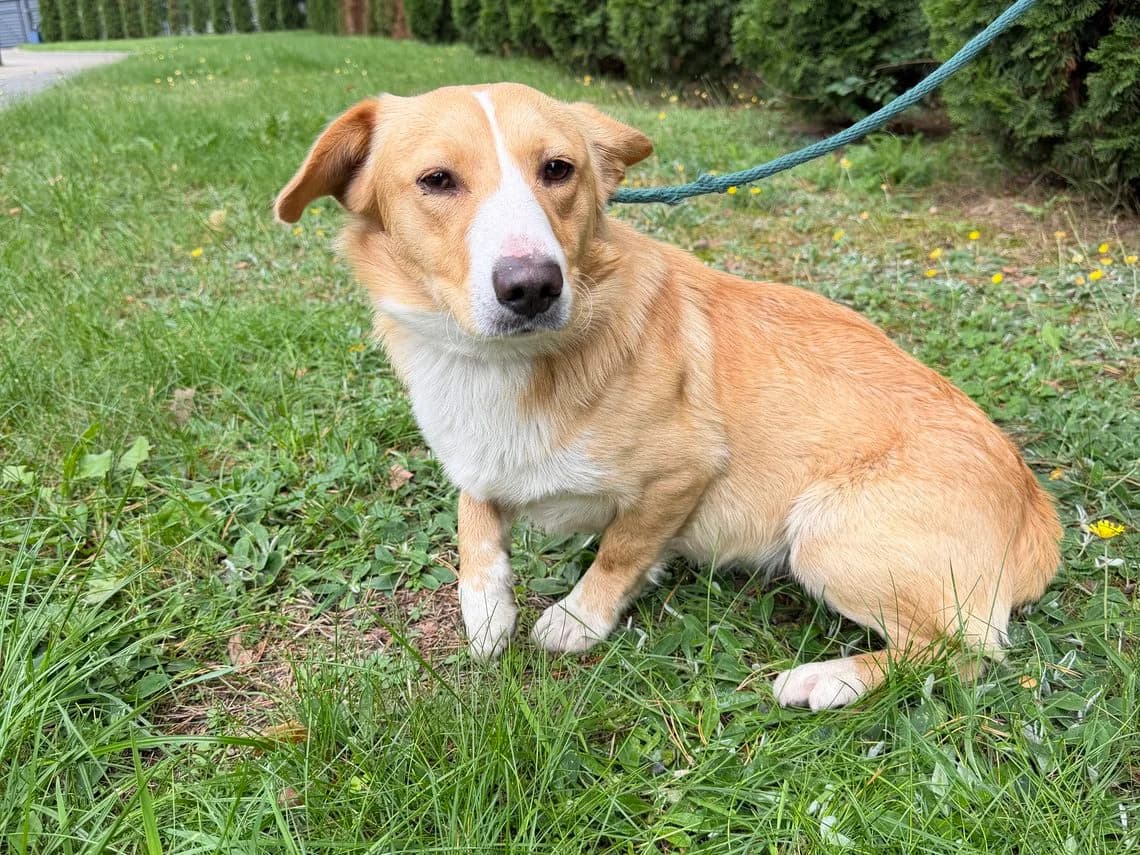 Timon, male Mixed Breed for adoption at Schronisko Jasionka - Adoptuj Psa, Jasionka