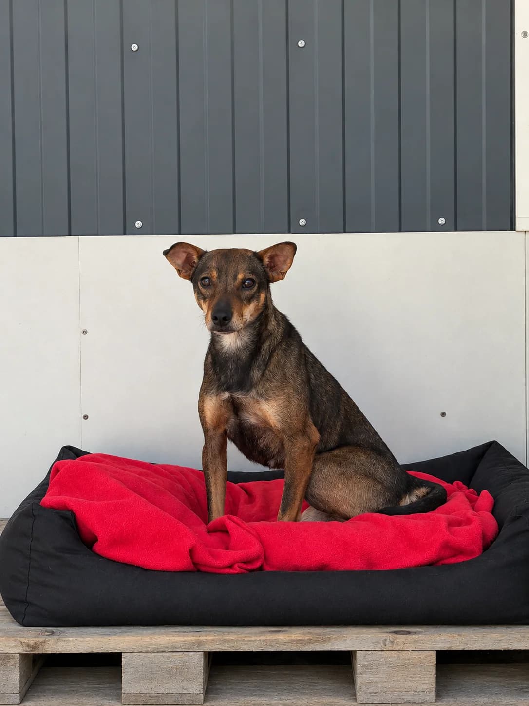 Sarabi, male Mixed Breed for adoption at Schronisko Jasionka - Adoptuj Psa, Jasionka