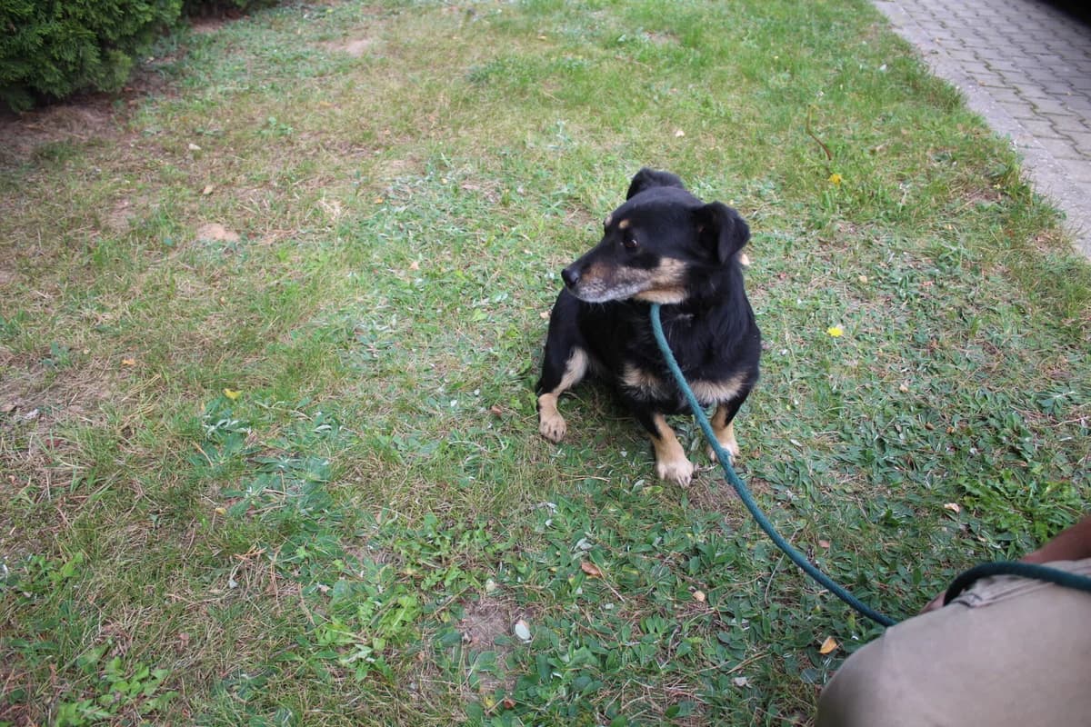 Rokson, male Mixed Breed for adoption at Schronisko Jasionka - Adoptuj Psa, Jasionka